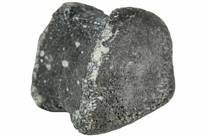 Juvenile Hadrosaur (Maiasaura) Phalanx Bone - Montana #231610